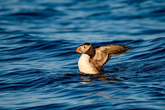 Whale safari with Puffins and Muffins (Andøy, Vesterålen) - Is $205.13 a fair price?