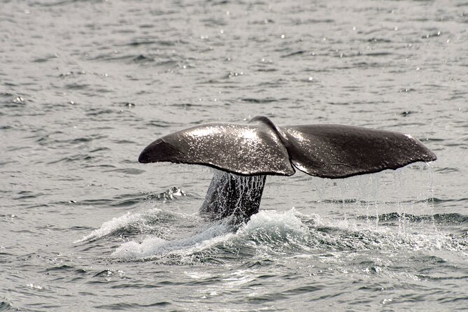 Whale safari with Puffins and Muffins (Andøy, Vesterålen) - Who will enjoy this boat trip?