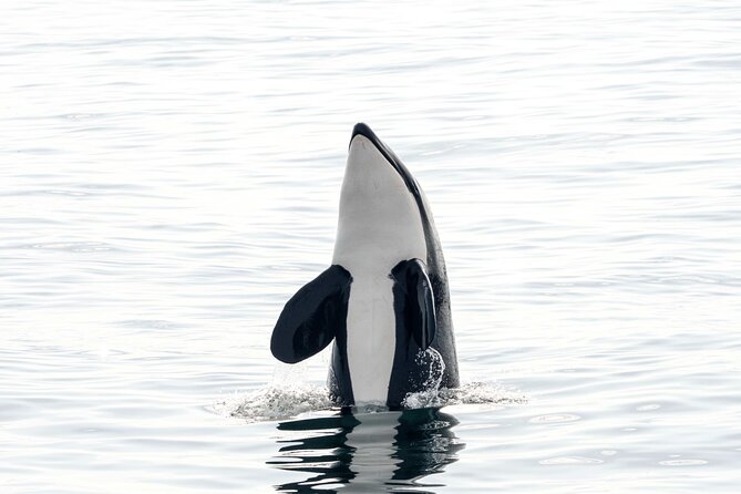 Whale safari with Puffins and Muffins (Andøy, Vesterålen) - Booking, weather, and cancellation details