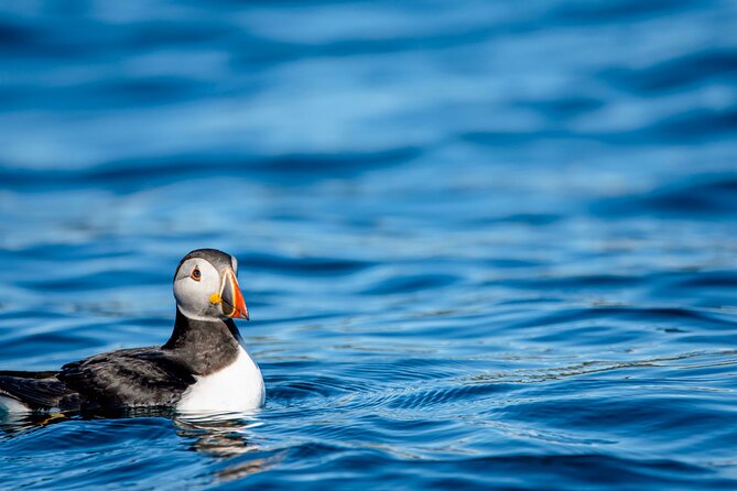 Whale safari with Puffins and Muffins (Andøy, Vesterålen) - Heading into Bleik Canyon
