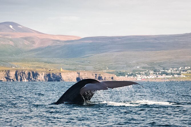 Whales and Puffins Tour from Husavik - Puffin Island and Iceland’s Summer Bird Life
