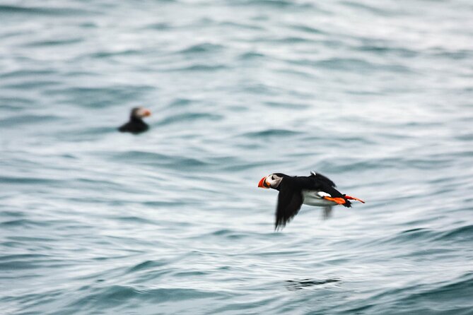Whales and Puffins Tour from Husavik - Searching Skjálfandi Bay for Whales
