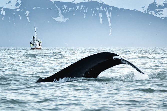 Whales and Puffins Tour from Husavik - The Weather Question Is More Than Small Talk