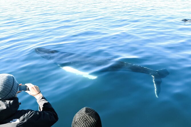 Whales and Puffins Tour from Husavik - Is the $130 Price Good Value?