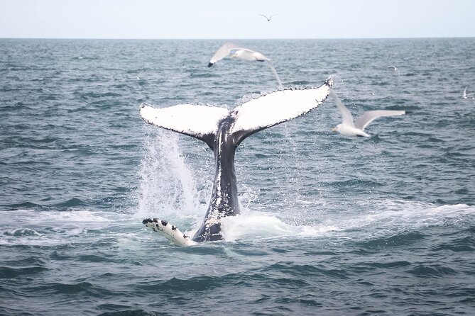 Whales and Puffins Tour from Husavik - Warm Overalls Make a Real Difference