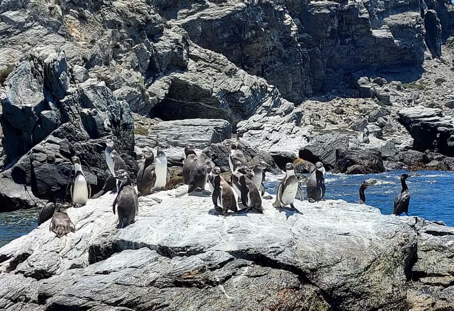 Whales & Humboldt Penguins: Chañaral or Damas island hiking - Key points to know before you book