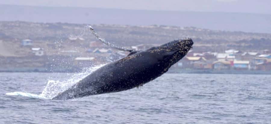 Whales & Humboldt Penguins: Chañaral or Damas island hiking - From La Serena to Punta Teatinos in an air-conditioned van