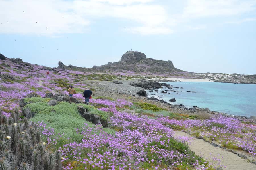 Whales & Humboldt Penguins: Chañaral or Damas island hiking - La Higuera and Quebrada de los Choros