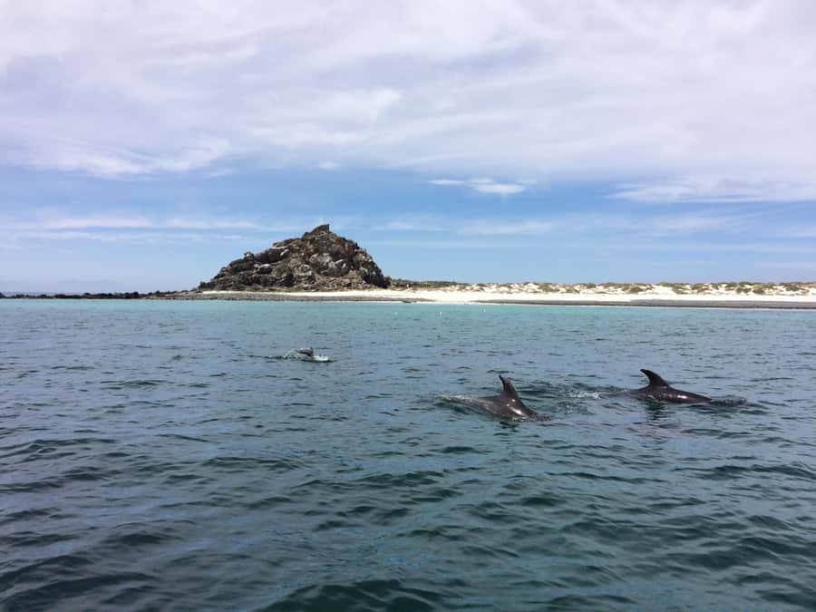 Whales & Humboldt Penguins: Chañaral or Damas island hiking - Guides can shape the whole day