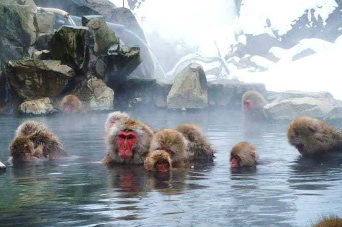 Wild Bird Sanctuary Forest Guided Tour in Nagano - The guides make the experience work