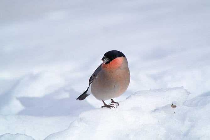 Wild Bird Sanctuary Forest Guided Tour in Nagano - Who should book this Karuizawa nature tour?