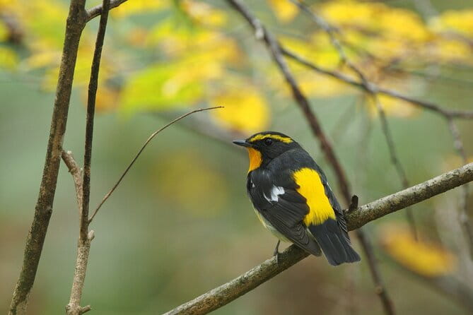 Wild Bird Sanctuary Forest Guided Tour in Nagano - Following the two-hour route through the sanctuary