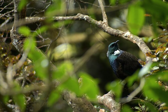 Wildlife and Penguin Tour - Five things to know before you go