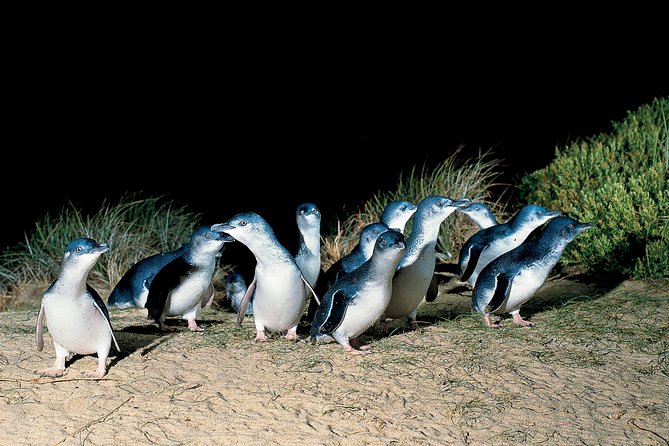 Wilson's Promontory & Phillip Island - 'Prom & Penguins' Tour - Tidal River footbridge and Norman Beach