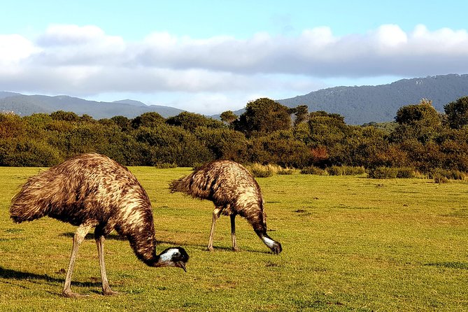 Wilson's Promontory & Phillip Island - 'Prom & Penguins' Tour - The Nobbies Centre and Phillip Island’s coast