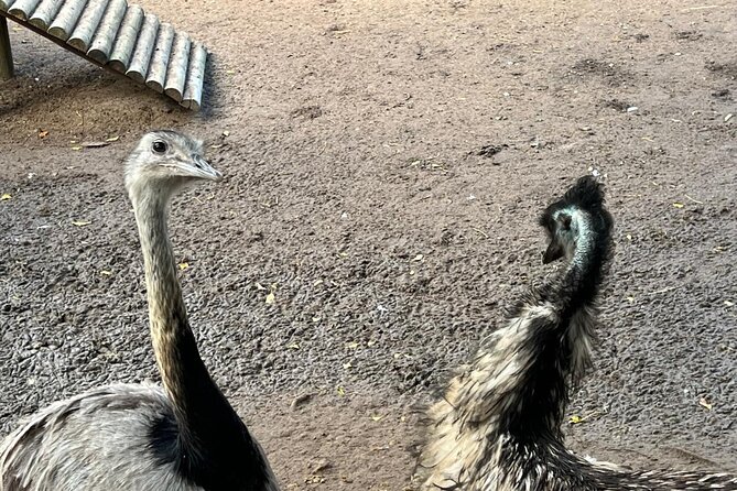 World of Birds, Kirstenbosch and Constantia Wine Private Day Tour - One day, three very different Cape Town experiences