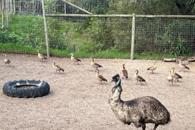 World of Birds, Kirstenbosch and Constantia Wine Private Day Tour