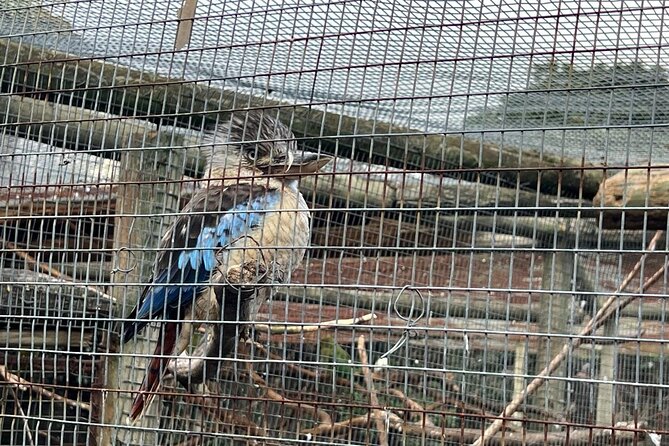 World of Birds, Kirstenbosch and Constantia Wine Private Day Tour - Groot Constantia and the extra cost of wine