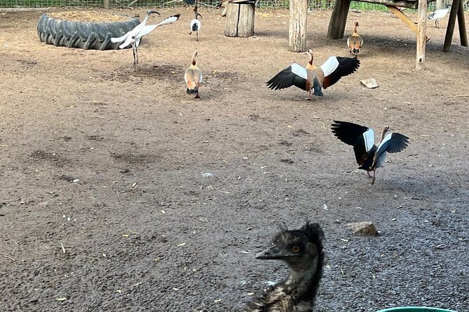 World of Birds, Kirstenbosch and Constantia Wine Private Day Tour - What the $284.80 price really covers