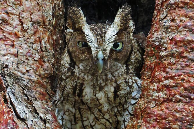 Xocen Birding - Coffee, breakfast, and the practical comforts