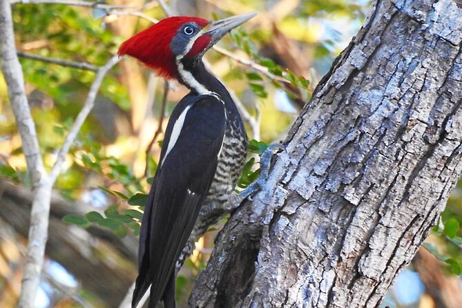 Xocen Birding - Getting there and understanding the cost