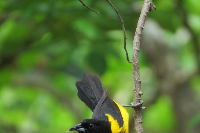 Xocen Birding - Weather, cancellation, and other small details
