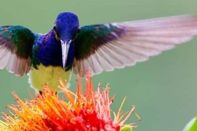 Yerette Home of the Hummingbird - Key things to know before you book