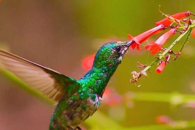 Yerette Home of the Hummingbird - Why Yerette feels different from an ordinary bird stop