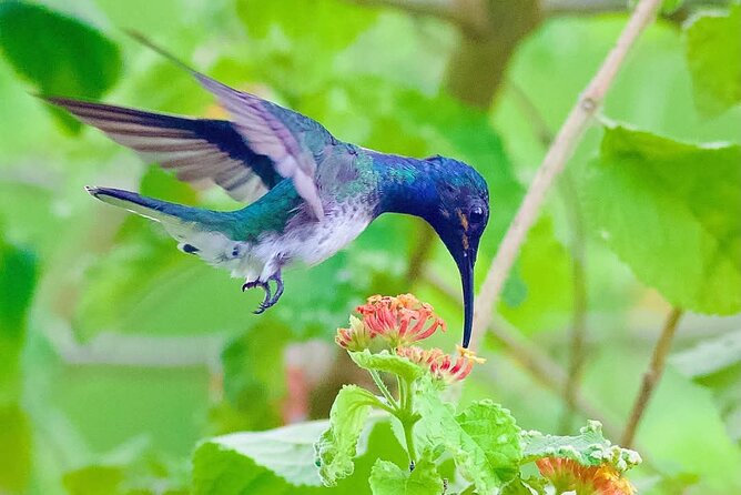 Yerette Home of the Hummingbird - What happens during the three-hour visit