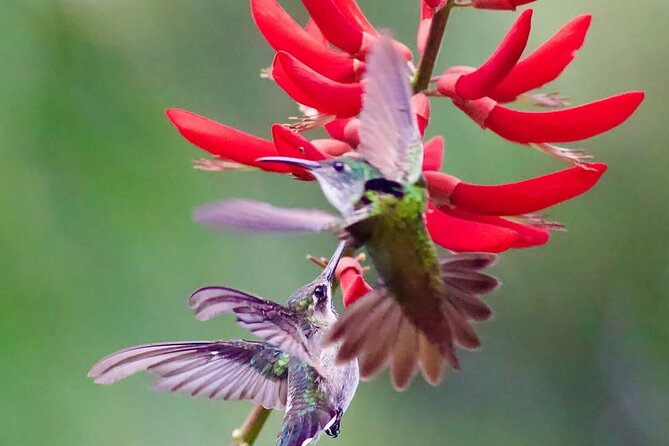 Yerette Home of the Hummingbird - Pickup, private groups, and the real meaning of the format