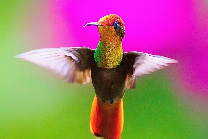 Yerette Home of the Hummingbird - Is $96.25 a fair price?