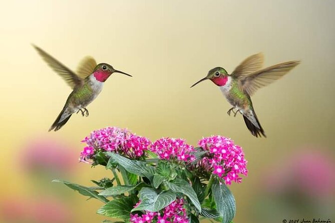 Yerette Home of the Hummingbird - Food, timing, and small practical details