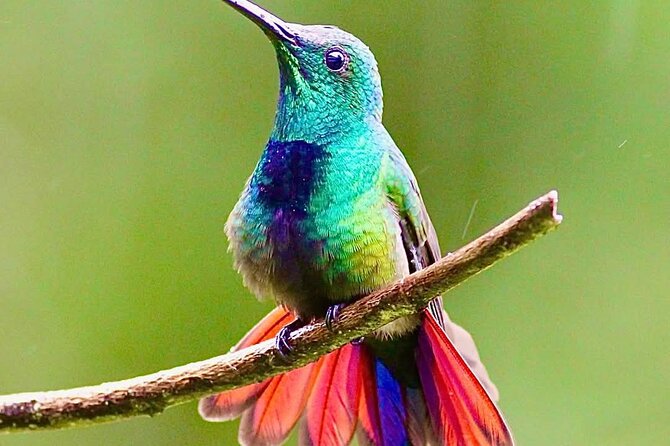 Yerette Home of the Hummingbird - Who will enjoy Yerette most?