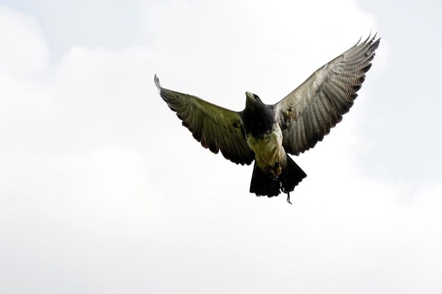 York: Entry to York bird of prey centre - Why the York Bird of Prey Centre is different