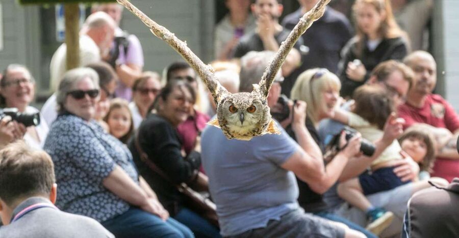 York: Entry to York bird of prey centre - The flying shows: speed, silence, and hunting skill