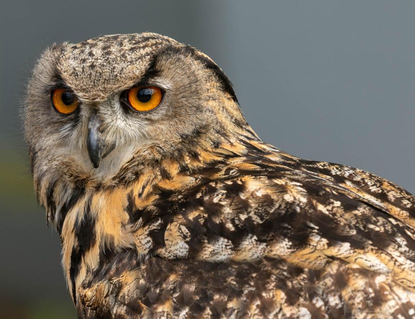 York: Entry to York bird of prey centre - Handling birds and taking your turn