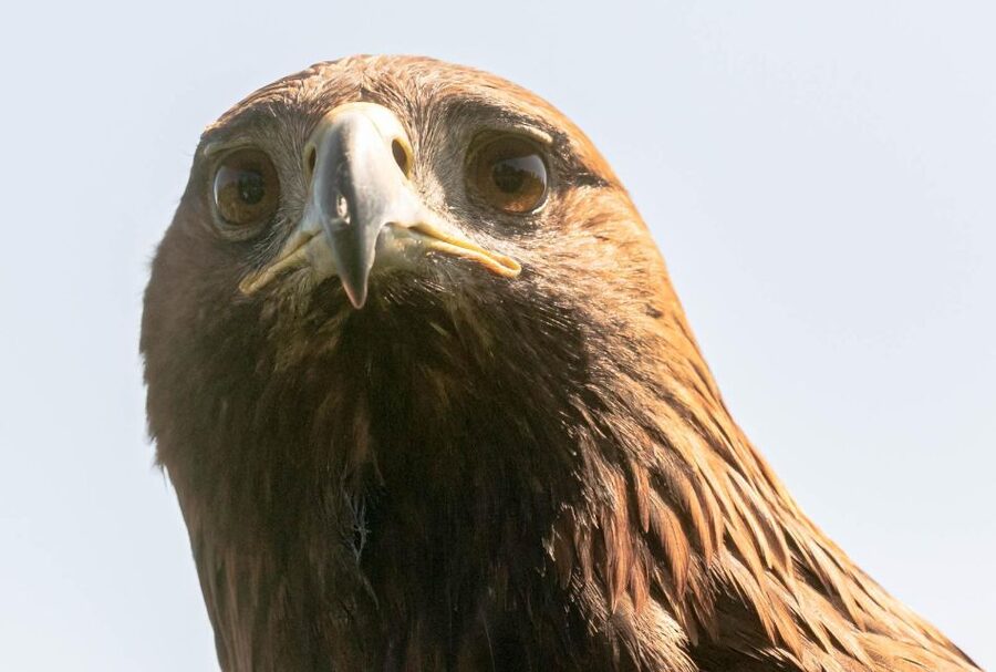 York: Entry to York bird of prey centre - From owls to Golden eagles: what you will see