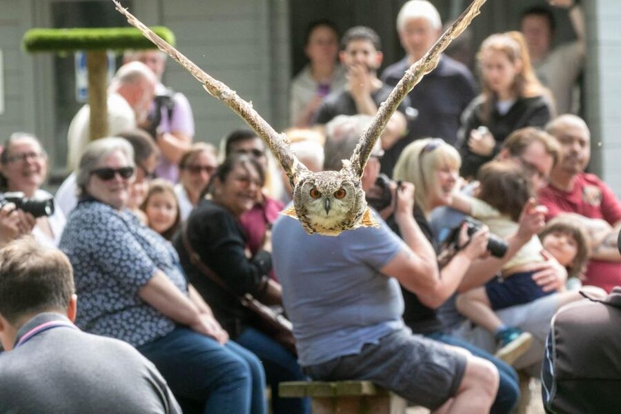 York: Entry to York bird of prey centre - Is the $14.82 admission good value?