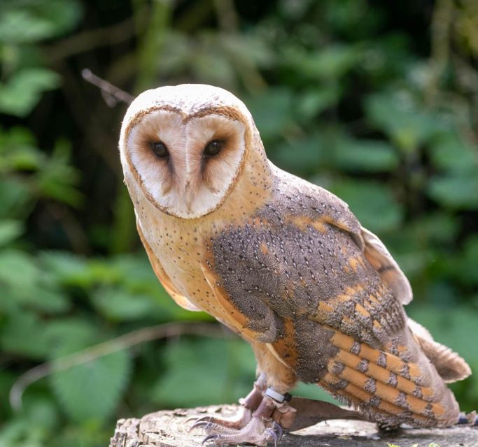 York: Entry to York bird of prey centre - Who will enjoy this experience most?