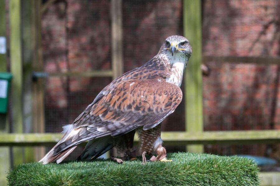 York: Entry to York bird of prey centre - Arriving from York and planning your day