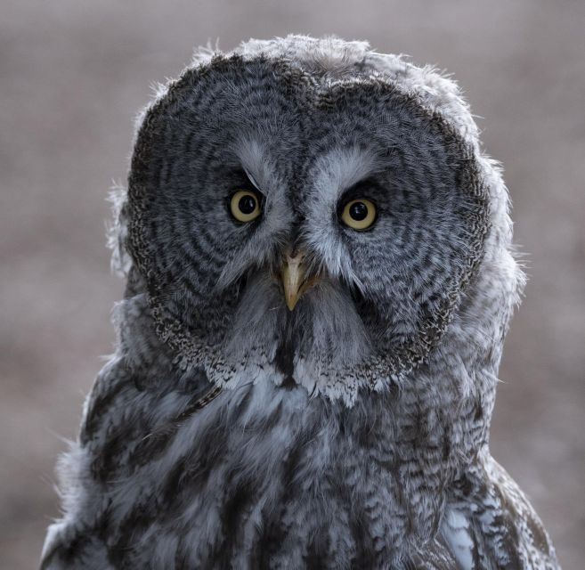York: York Bird of Prey Centre Entry Ticket - Why This York Bird Experience Feels Different