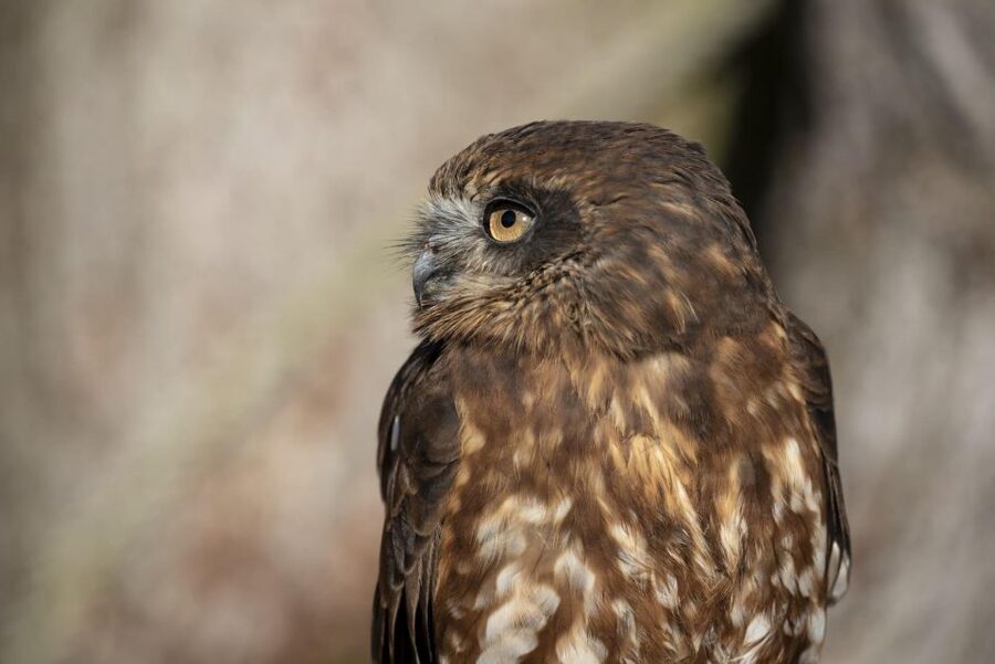York: York Bird of Prey Centre Entry Ticket - Getting There From York and Finding Your Bearings
